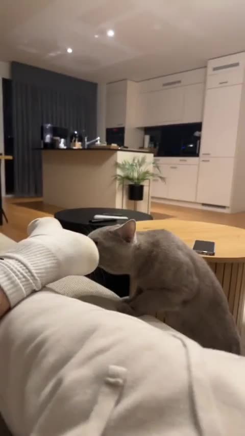 Funny cat_Looks like you need to wash your socks 🤔