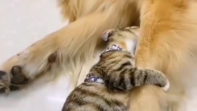 SO CUTE DOG AND CAT