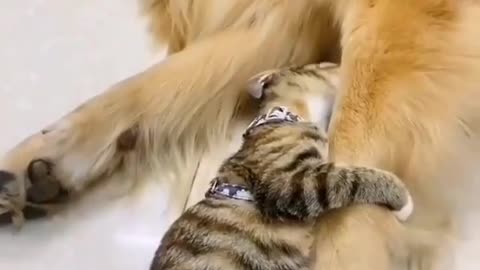 SO CUTE DOG AND CAT