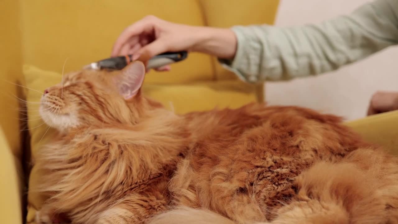 cute cat massage At home