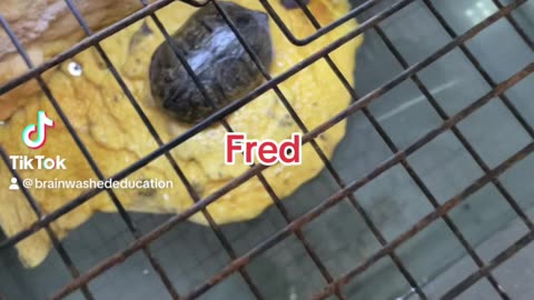 Fred