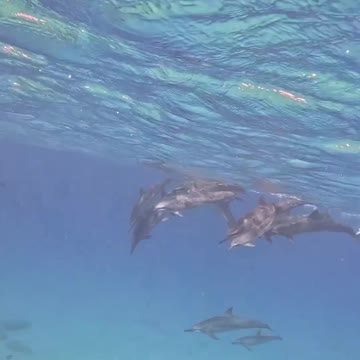 Dolphins having fun