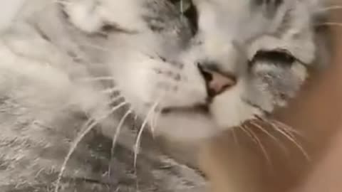 Funny cats videos