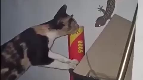 Funny cat cat