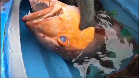 Big Fish Finding Excellent Searching & Catching River Dry Place Stuck Fishing