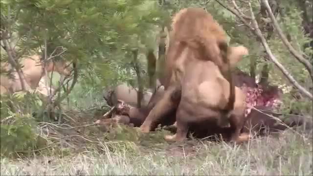 Lion is a criminal