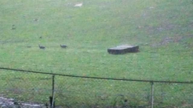 Guineas are stupid