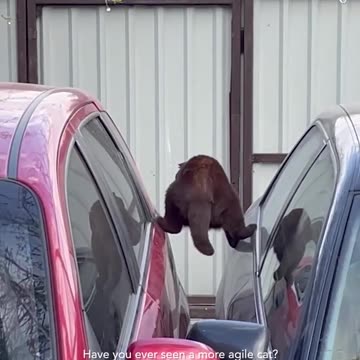 Cat manages to do the mission impawsibble!