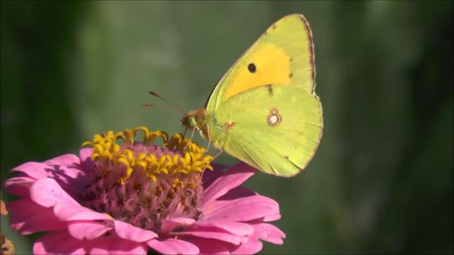 Butterfly insect animal