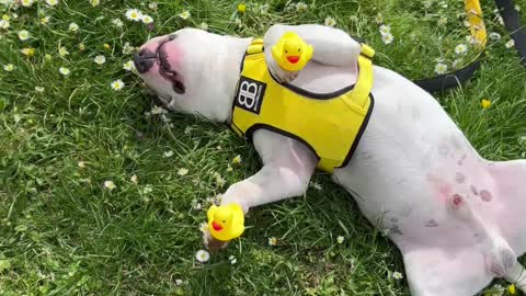 Puppy Sleeps With Rubber Ducks on its Paws