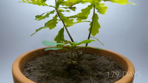 OAK TREE From ACORN Time Lapse