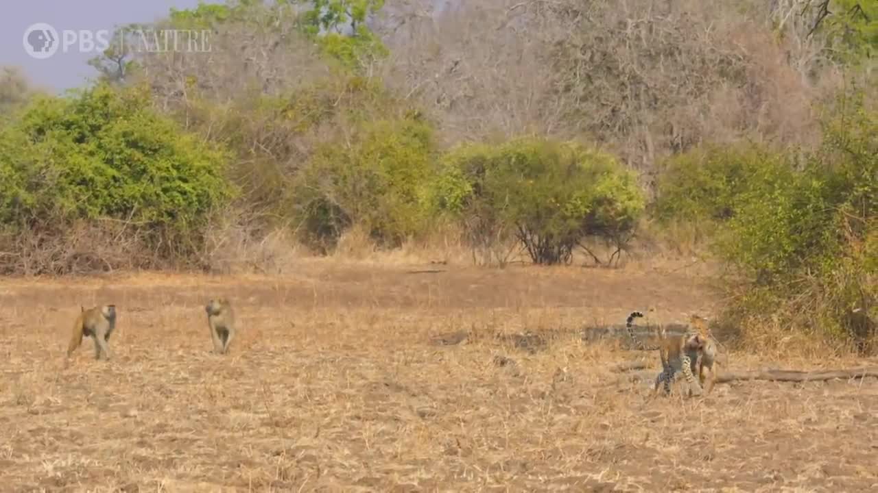 Leopard Hunts Baboon in Broad Daylight