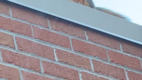 Squirrel Chows Down on Pizza