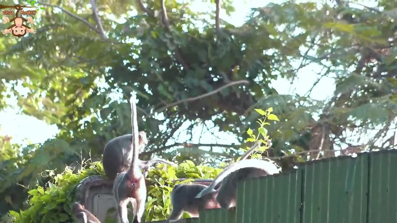 4K Quality Animal Footage - Monkeys Beautiful Scenes Episode 17 | Viral Monkey
