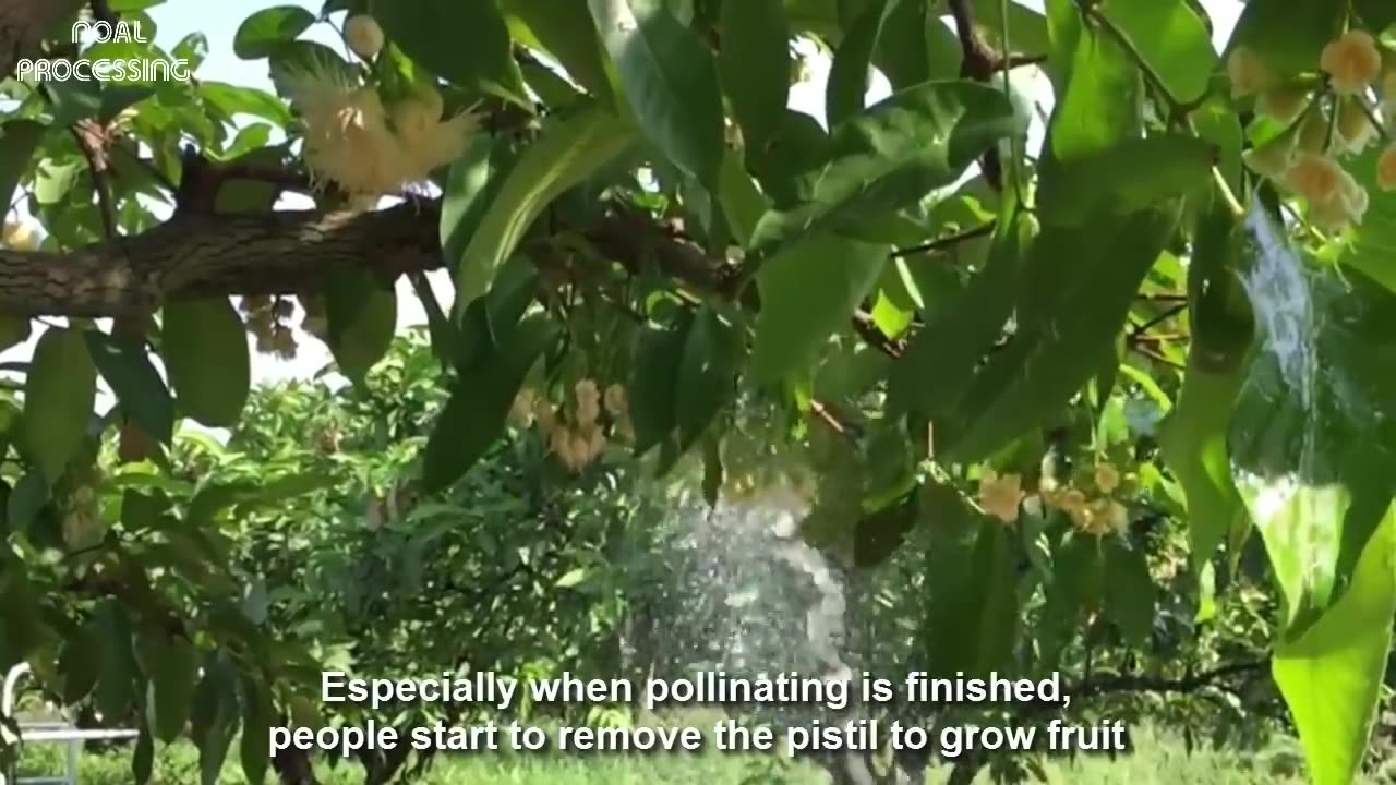 Asian Bell Fruit Agriculture Technology - Rose Apple Farm and Harvesting