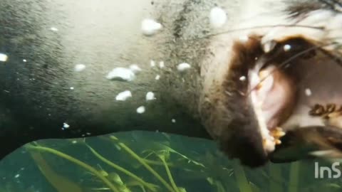 Seal swimming