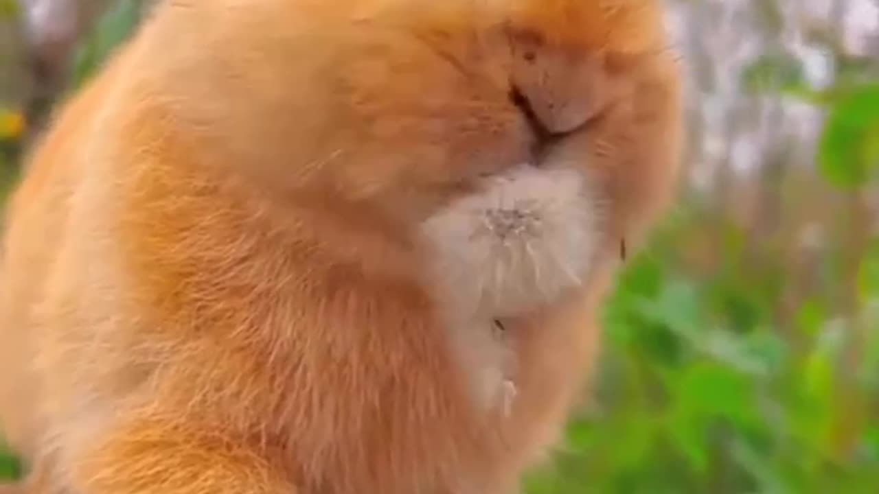 Cute Rabbit Video