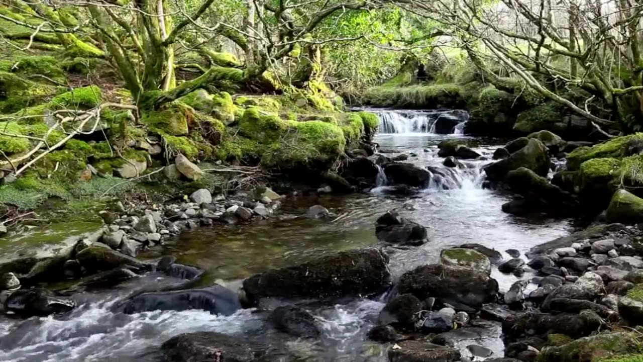 Forest River Nature Sounds-Mountain Stream Waterfall-8 Hr Relaxing Birds & Water Sounds for Sleeping