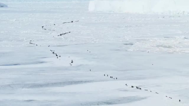 Penguin Parade 🐜 🐜 🐜 🐜 🐜 Adelie penguins going to sea for hunting fish and krill