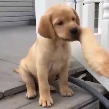 Cute Puppy In My Hand And Biting