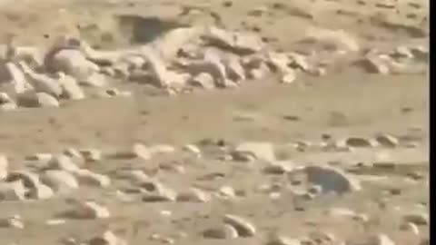 Tiger chasing deer corbett