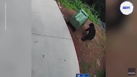 Mischievous bear cub resembles a human rolling out a trash can