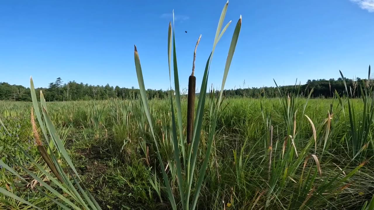 Cattail