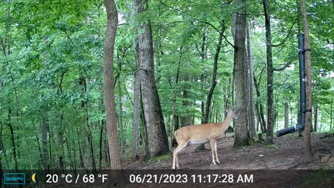 The Woods – 06/23/2023