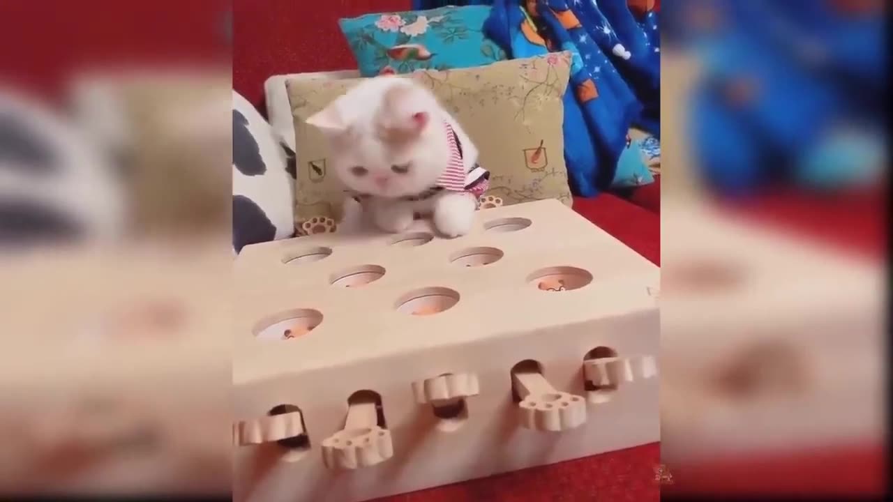 funny animal