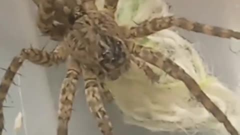 A spider with many stings
