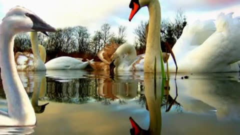 Виталий Синицын Журавль