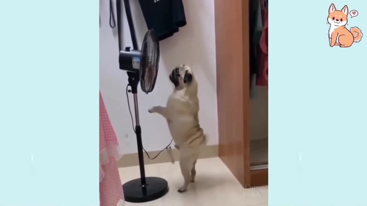 Fanny animal