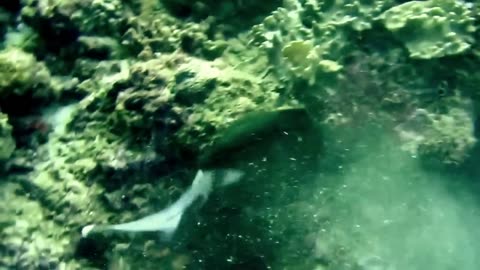 Shark attacked and eaten by giant Moray eel