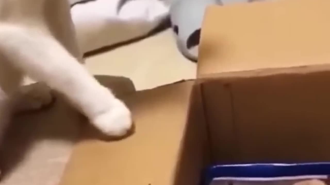 https://youtu.be/XWe2X6L04k8?si=BhL3L_Ozi2wUKubD