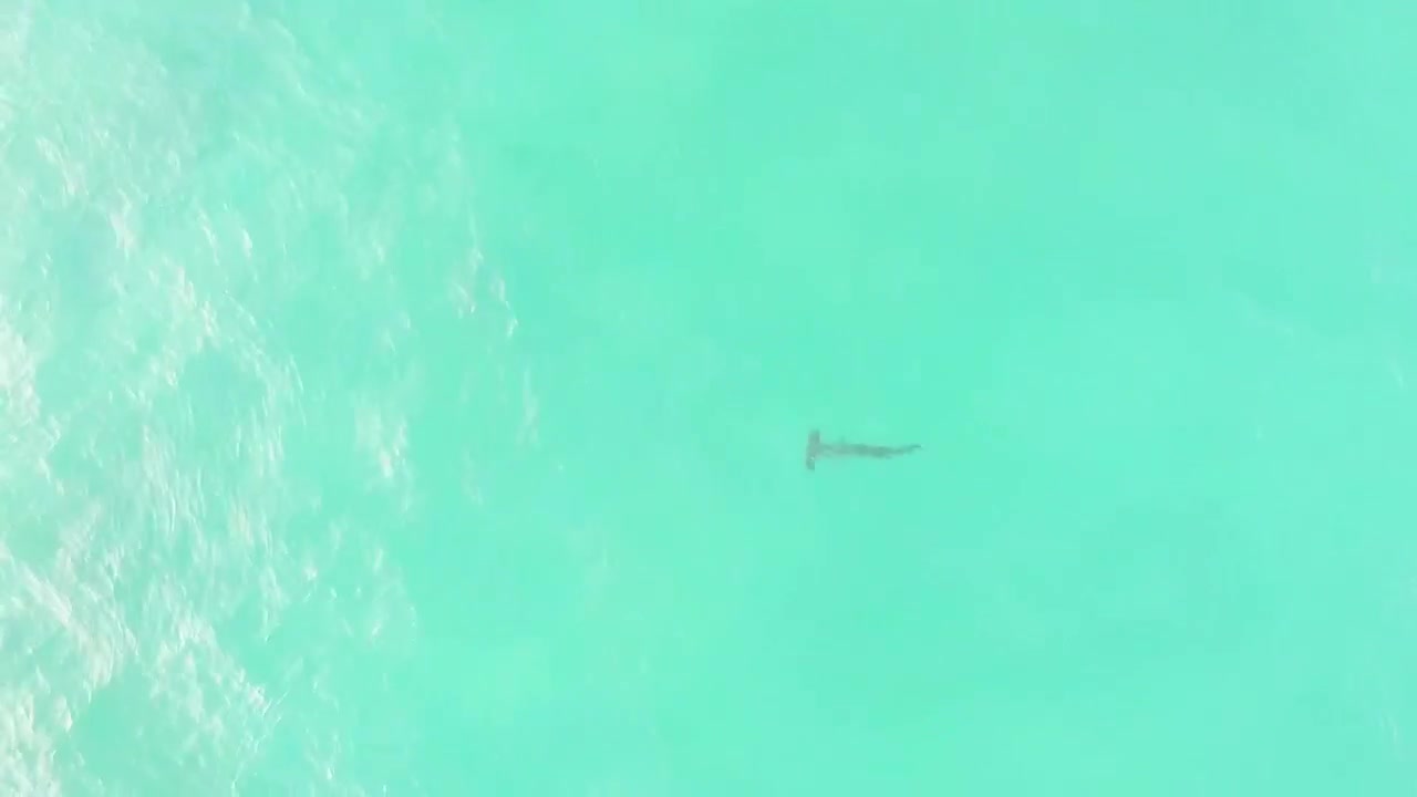 Hammerhead shark Caught on drone