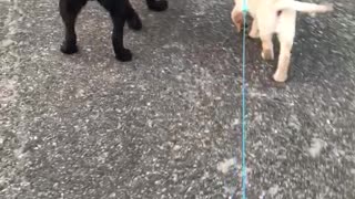 Big bro, look at my treasure