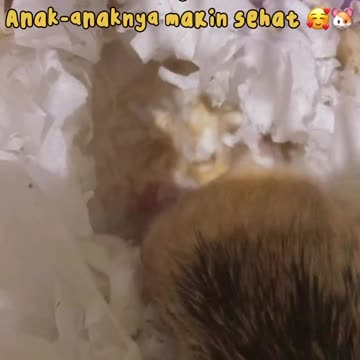 Third day baby hamsters