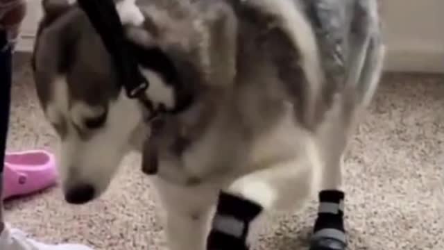 What a husky looks like after he puts on his shoes