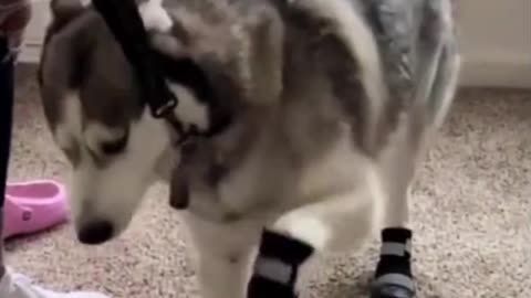What a husky looks like after he puts on his shoes