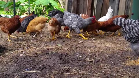 Feedin Time w/ Super V 6-25