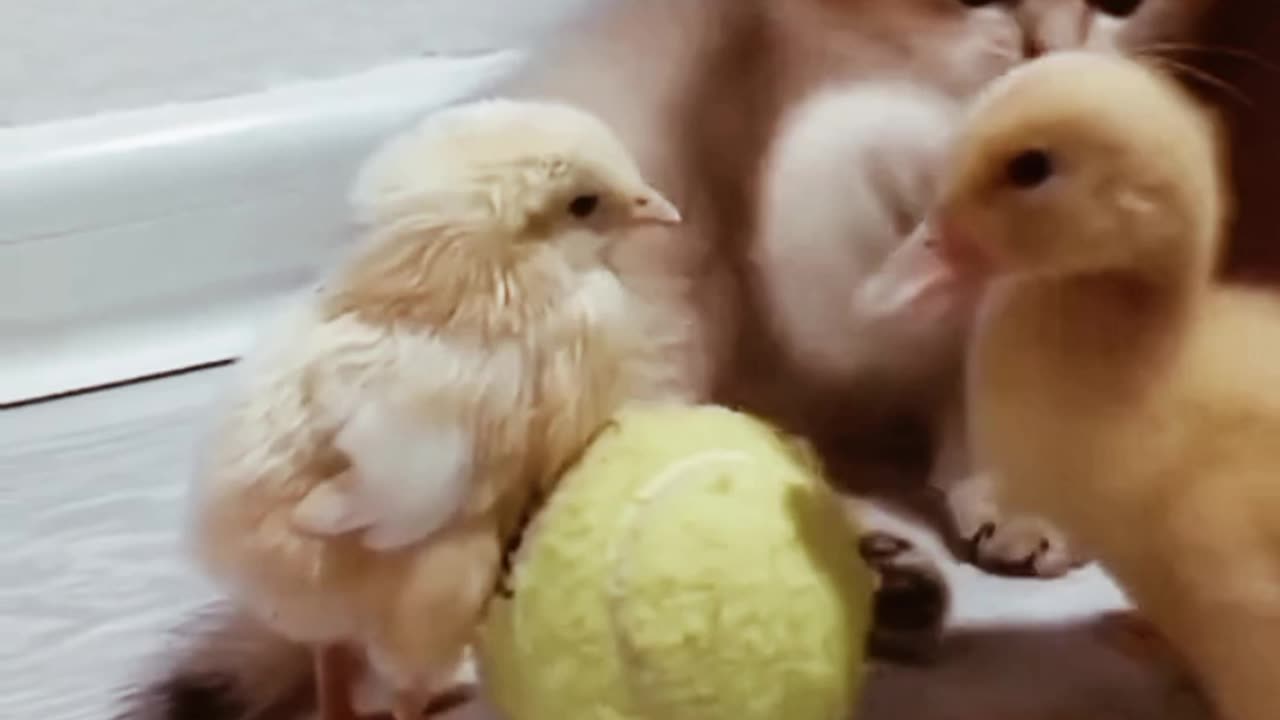 cute can play time