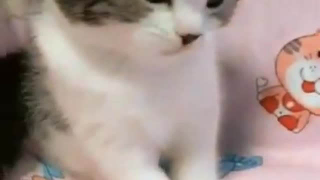 Lovely Cat, black cat, cats, funny cats, funny cat videos