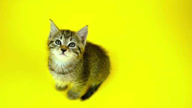 Cat Kitten Feline Cute Animal Mammal Adorable