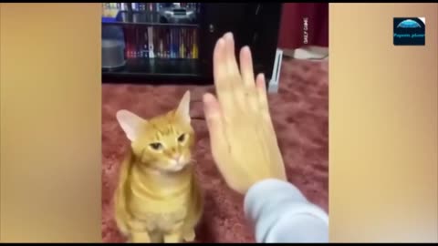 Funny Animal Videos 2023