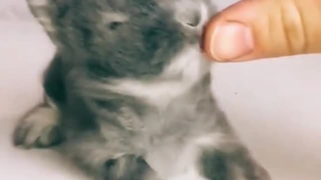 Little rabbit