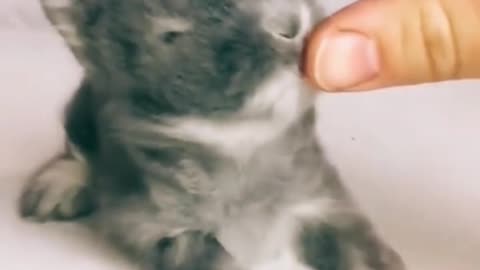 Little rabbit