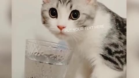 Funniest Cat Videos on the Planet #5 - Best Funny Animal Videos 2022 - Life Funny Pets.mp4