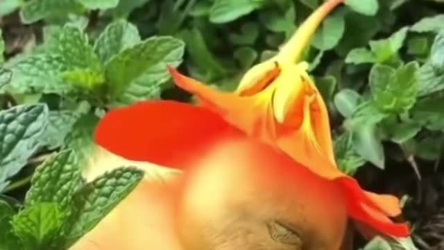 Sleepy baby 😴😍