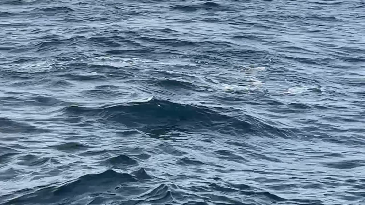 Baby Orca Shows Off Its Tail