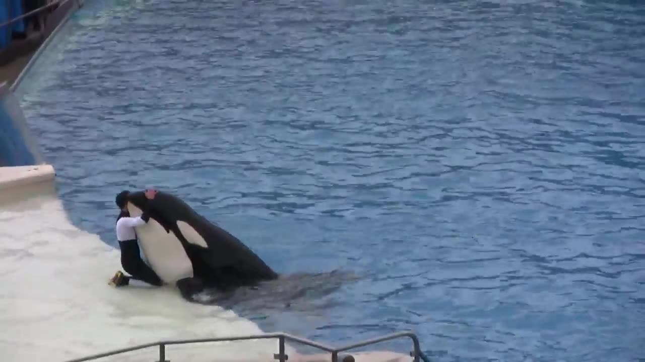 Seaworld's Shamu "Believe" Show